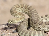 Rattle snake in Nebraska is trying to send a message